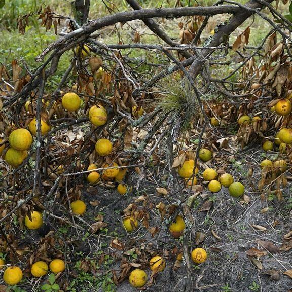 USDA: Florida orange crop down 36% after twin hurricanes
